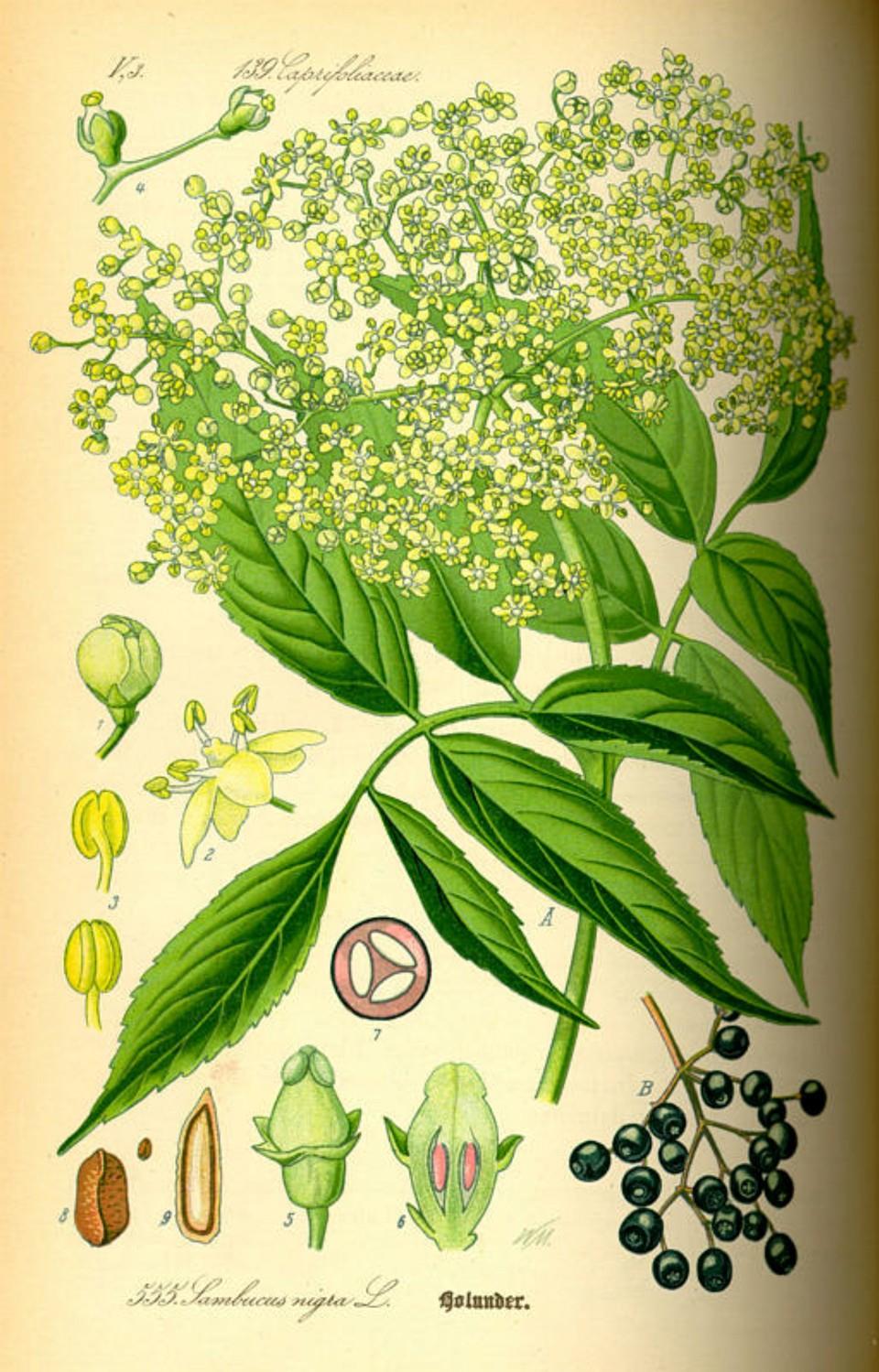 Prof. Dr. Otto Wilhelm Thomé Flora von Deutschland, Österreich und der Schweiz 1885