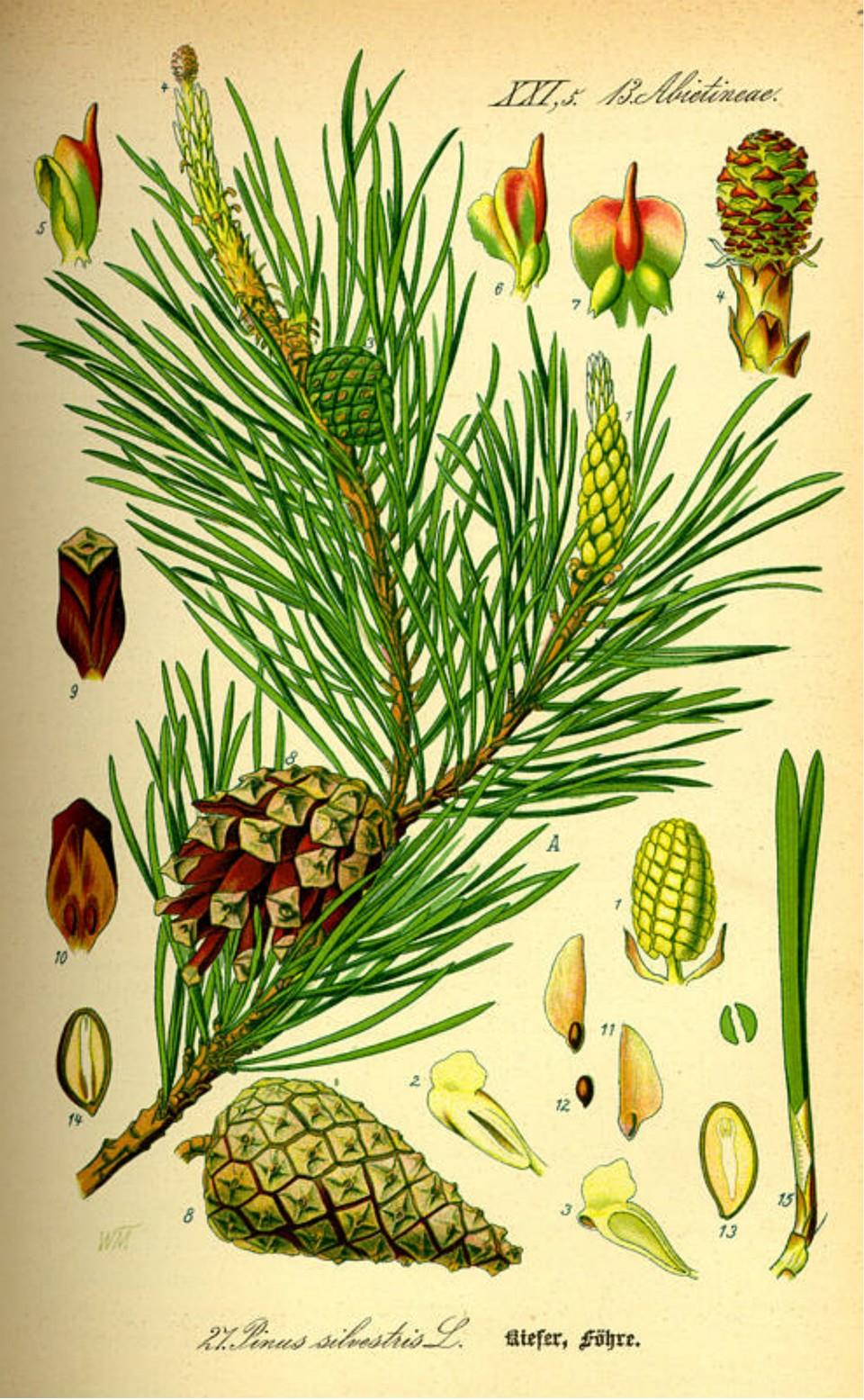 Prof. Dr. Otto Wilhelm Thomé Flora von Deutschland, Österreich und der Schweiz 1885