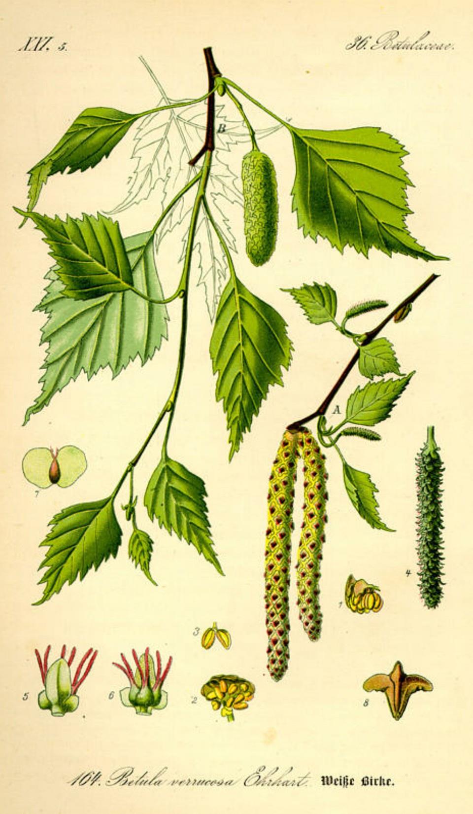 Prof. Dr. Otto Wilhelm Thomé Flora von Deutschland, Österreich und der Schweiz 1885