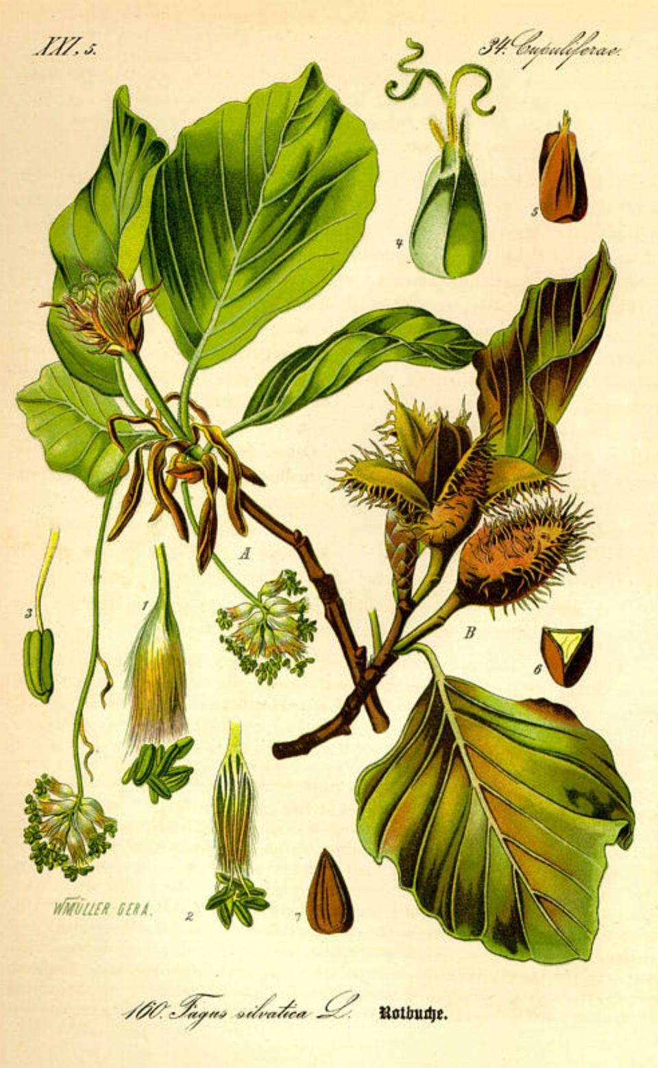 Prof. Dr. Otto Wilhelm Thomé Flora von Deutschland, Österreich und der Schweiz 1885
