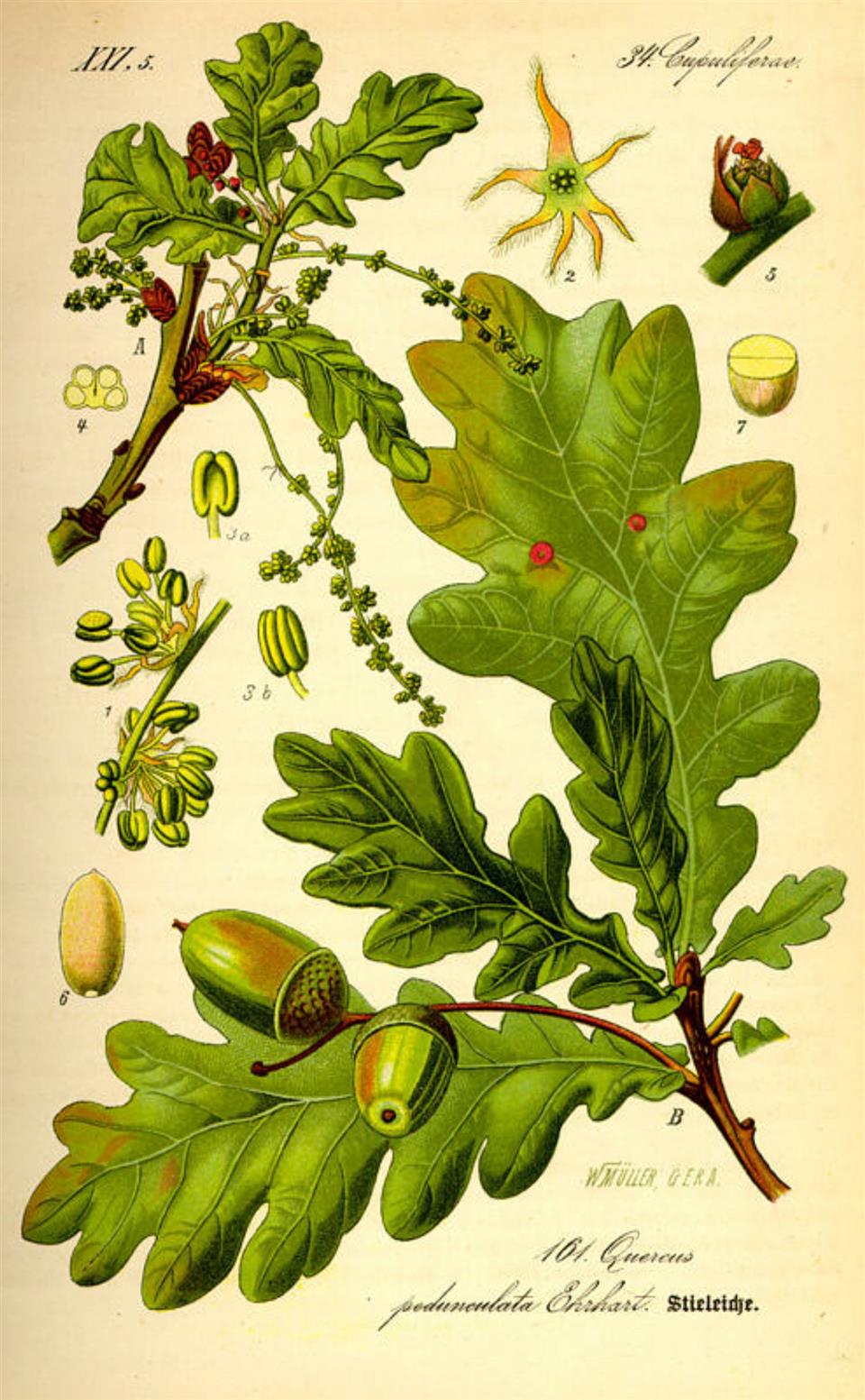 Prof. Dr. Otto Wilhelm Thomé Flora von Deutschland, Österreich und der Schweiz 1885