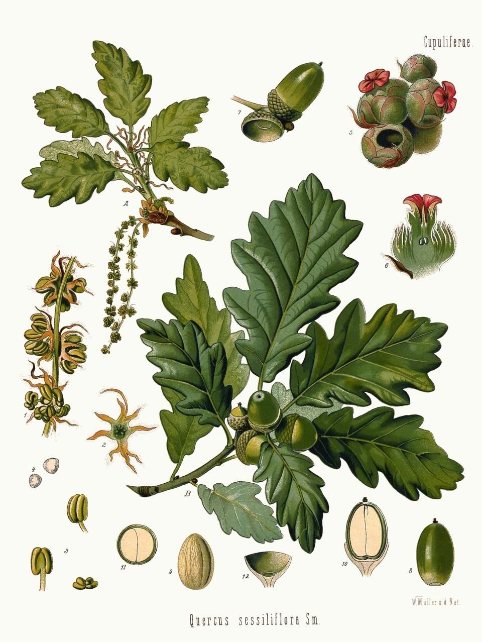Köhler's Medizinal-Pflanzen in naturgetreuen Abbildungen mit kurz erläuterndem Texte 1887