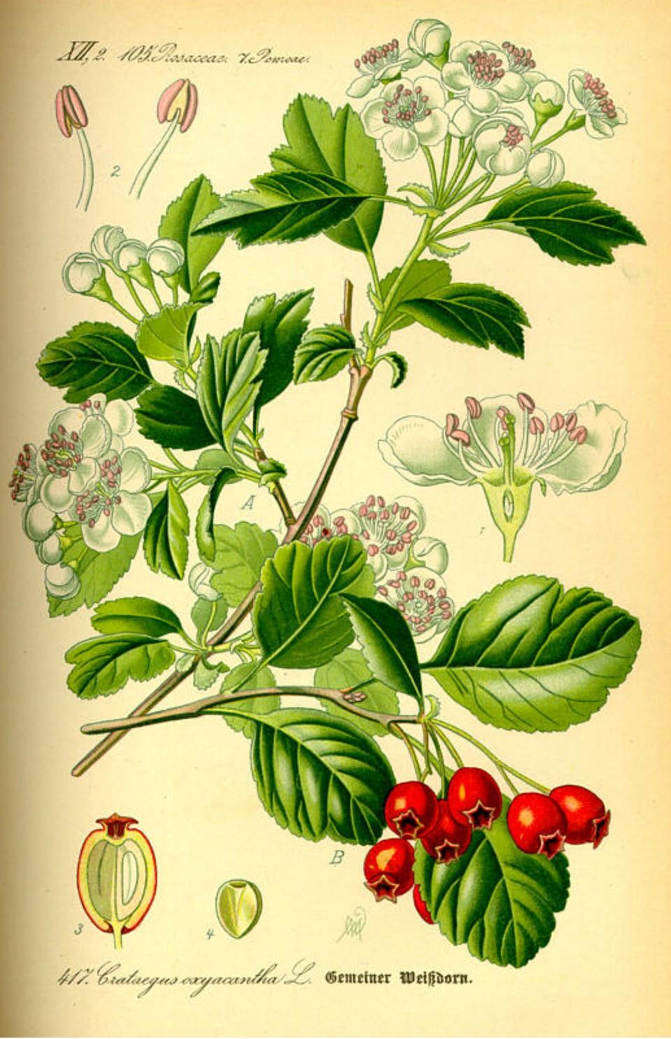 Prof. Dr. Otto Wilhelm Thomé Flora von Deutschland, Österreich und der Schweiz 1885