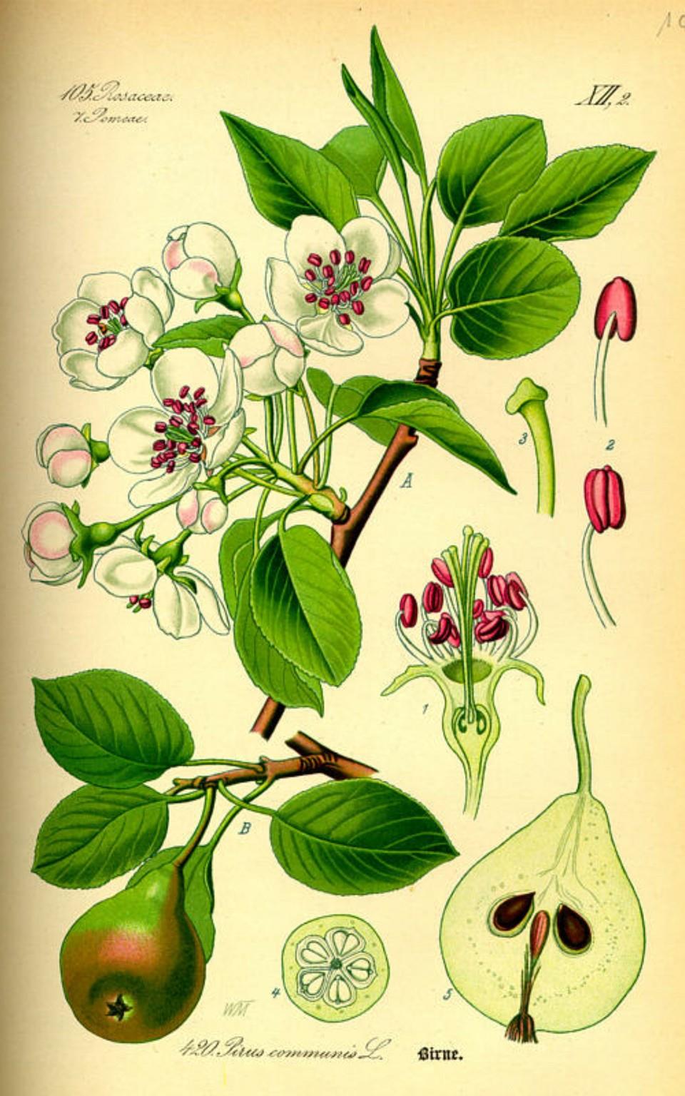 Prof. Dr. Otto Wilhelm Thomé Flora von Deutschland, Österreich und der Schweiz 1885