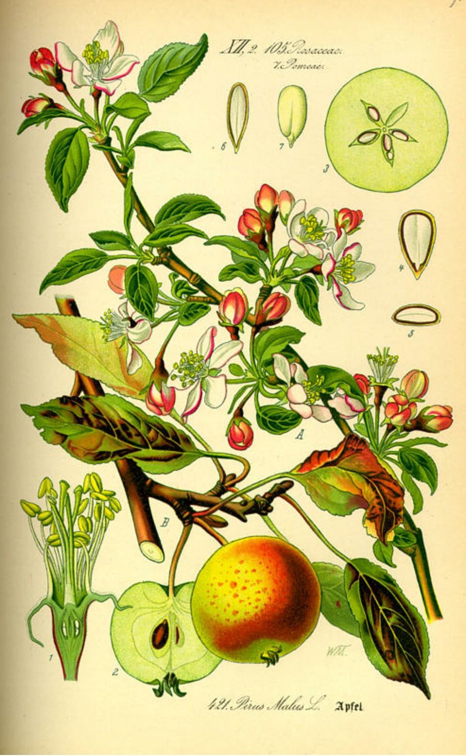 Prof. Dr. Otto Wilhelm Thomé Flora von Deutschland, Österreich und der Schweiz 1885