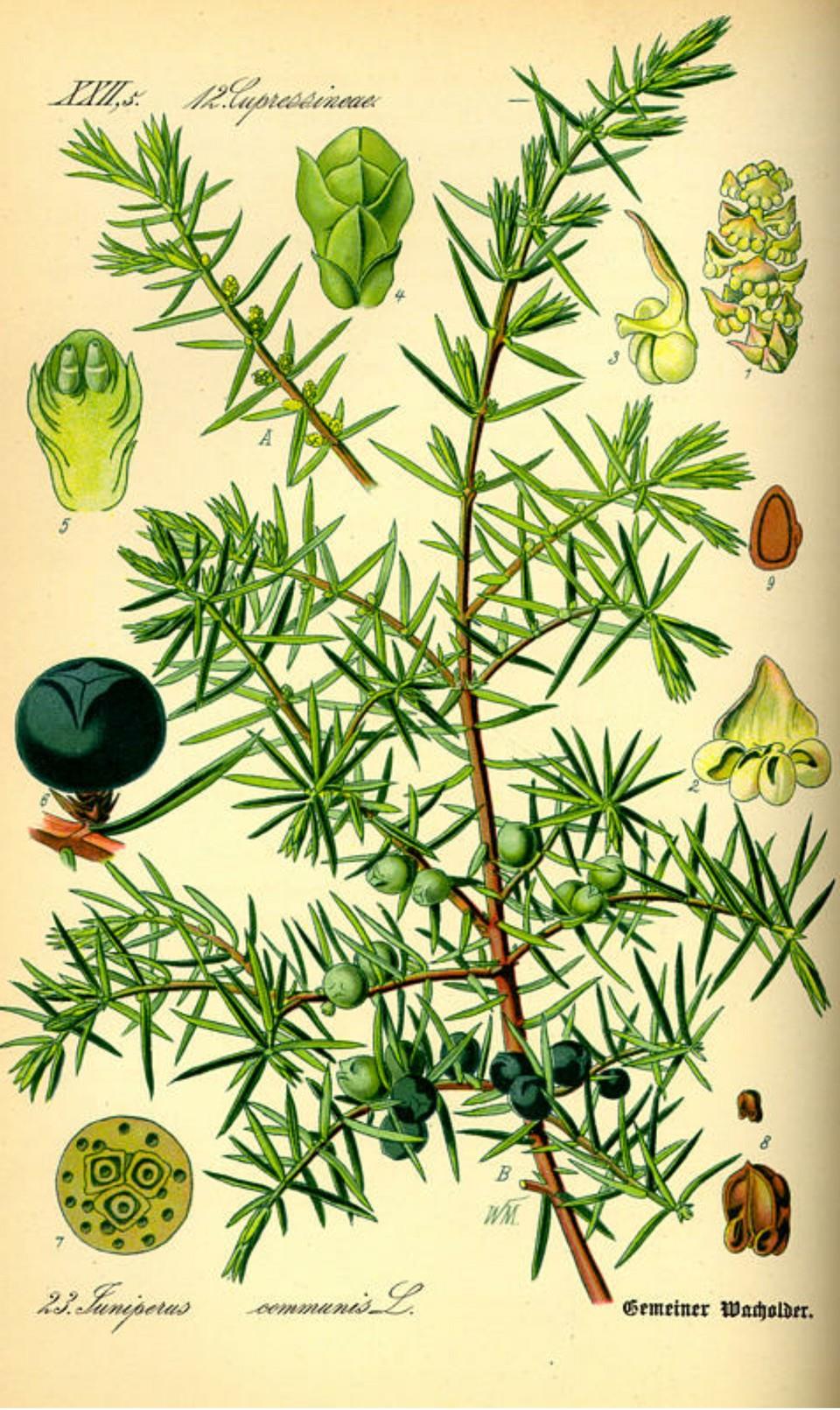 Prof. Dr. Otto Wilhelm Thomé Flora von Deutschland, Österreich und der Schweiz 1885
