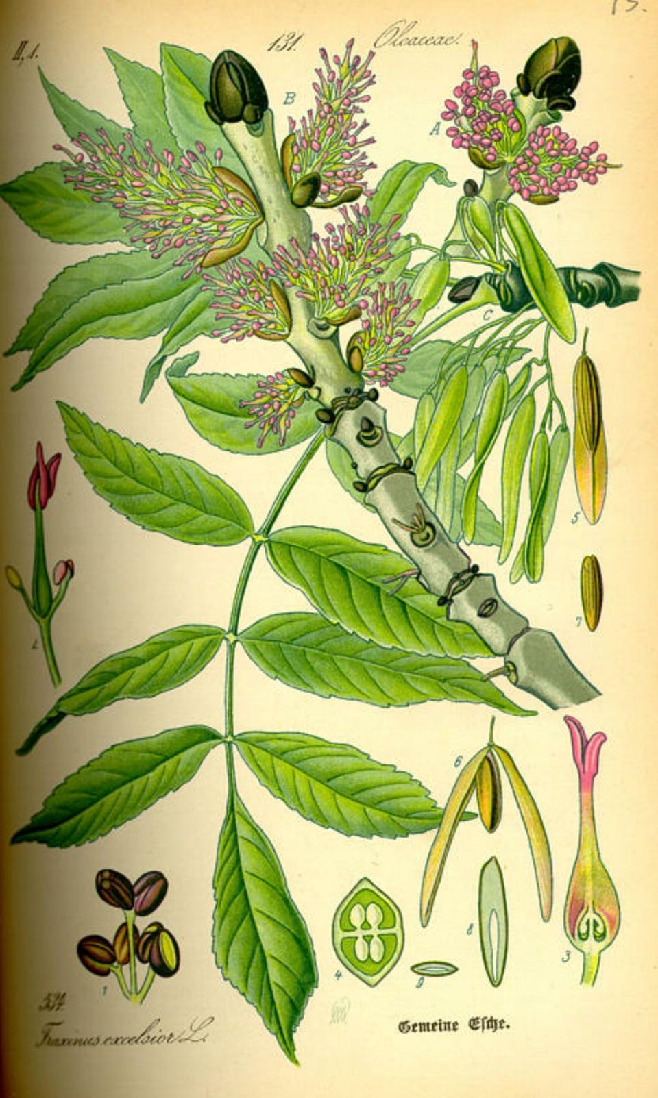 Prof. Dr. Otto Wilhelm Thomé Flora von Deutschland, Österreich und der Schweiz 1885