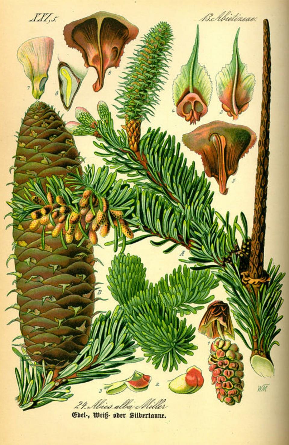 Prof. Dr. Otto Wilhelm Thomé Flora von Deutschland, Österreich und der Schweiz 1885