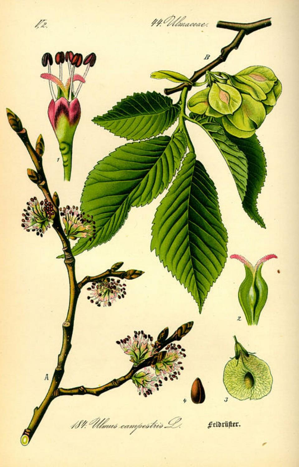 Prof. Dr. Otto Wilhelm Thomé Flora von Deutschland, Österreich und der Schweiz 1885