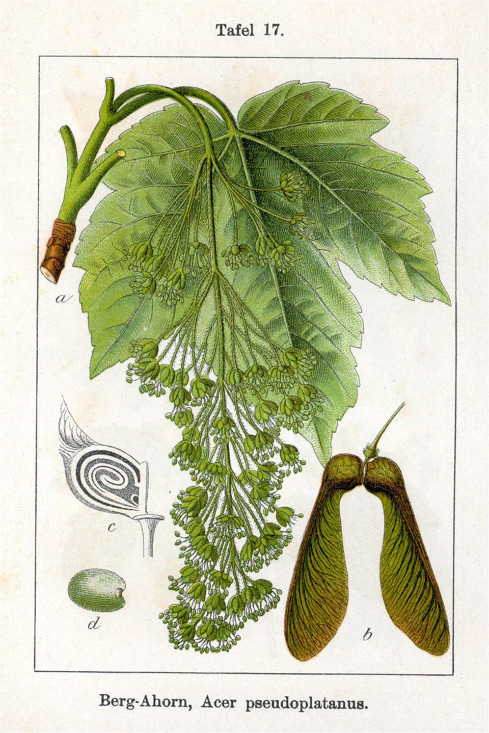 Jacob Sturm: Deutschlands Flora in Abbildungen 1796