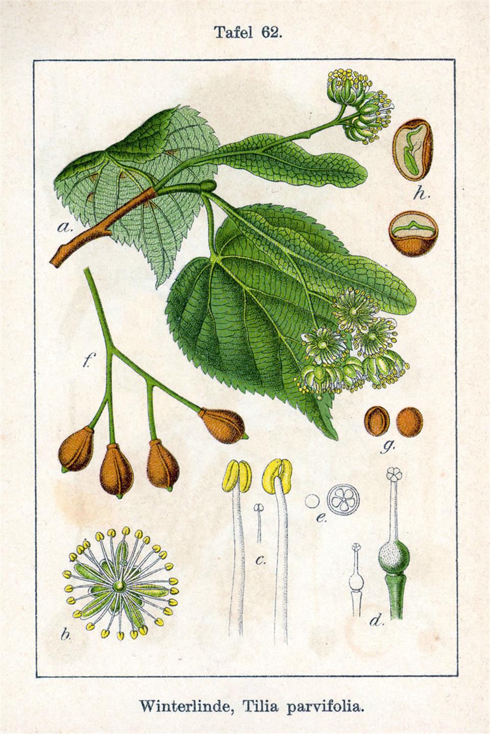 Jacob Sturm: Deutschlands Flora in Abbildungen 1796