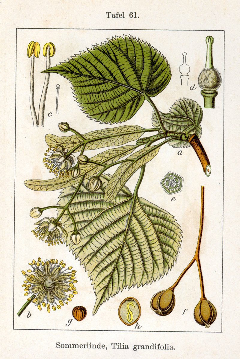 Jacob Sturm: Deutschlands Flora in Abbildungen 1796