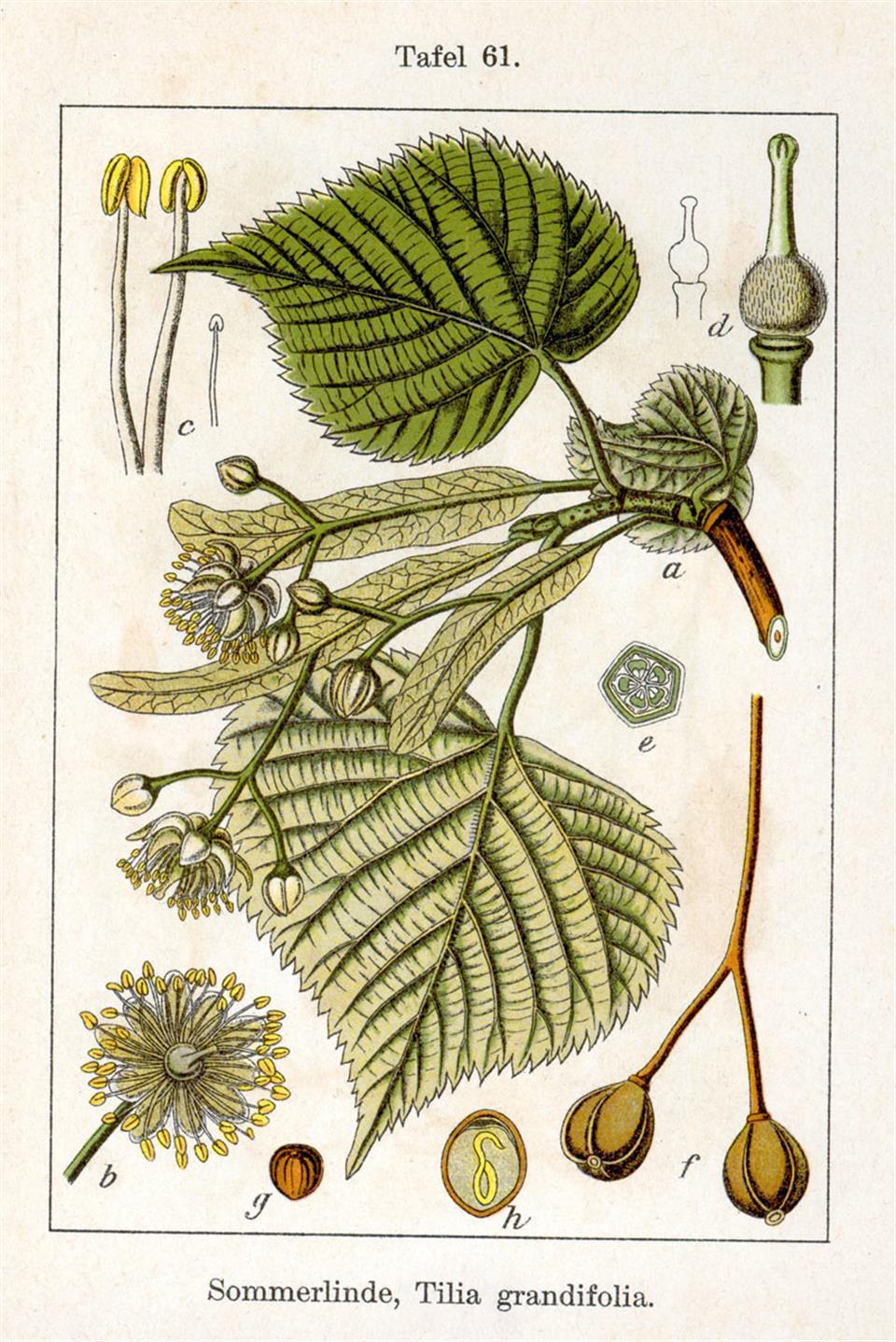 Jacob Sturm: Deutschlands Flora in Abbildungen 1796