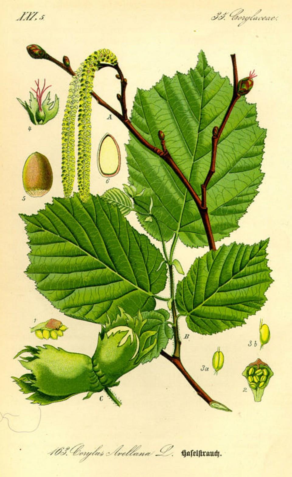 Prof. Dr. Otto Wilhelm Thomé Flora von Deutschland, Österreich und der Schweiz 1885