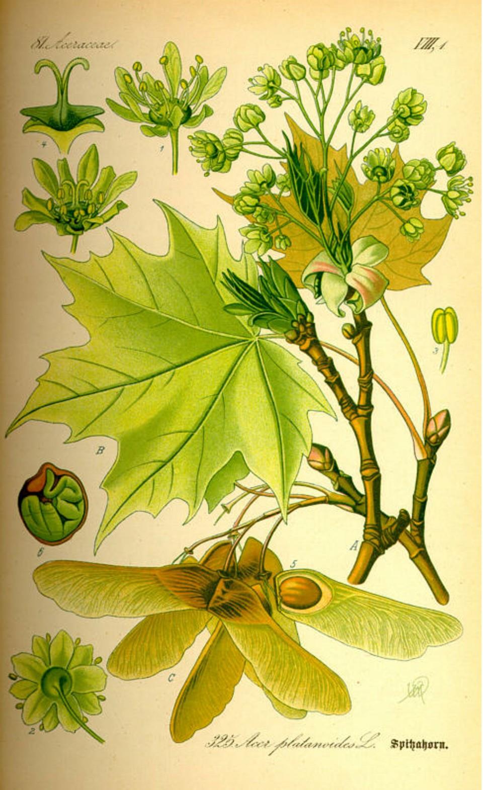 Prof. Dr. Otto Wilhelm Thomé Flora von Deutschland, Österreich und der Schweiz 1885