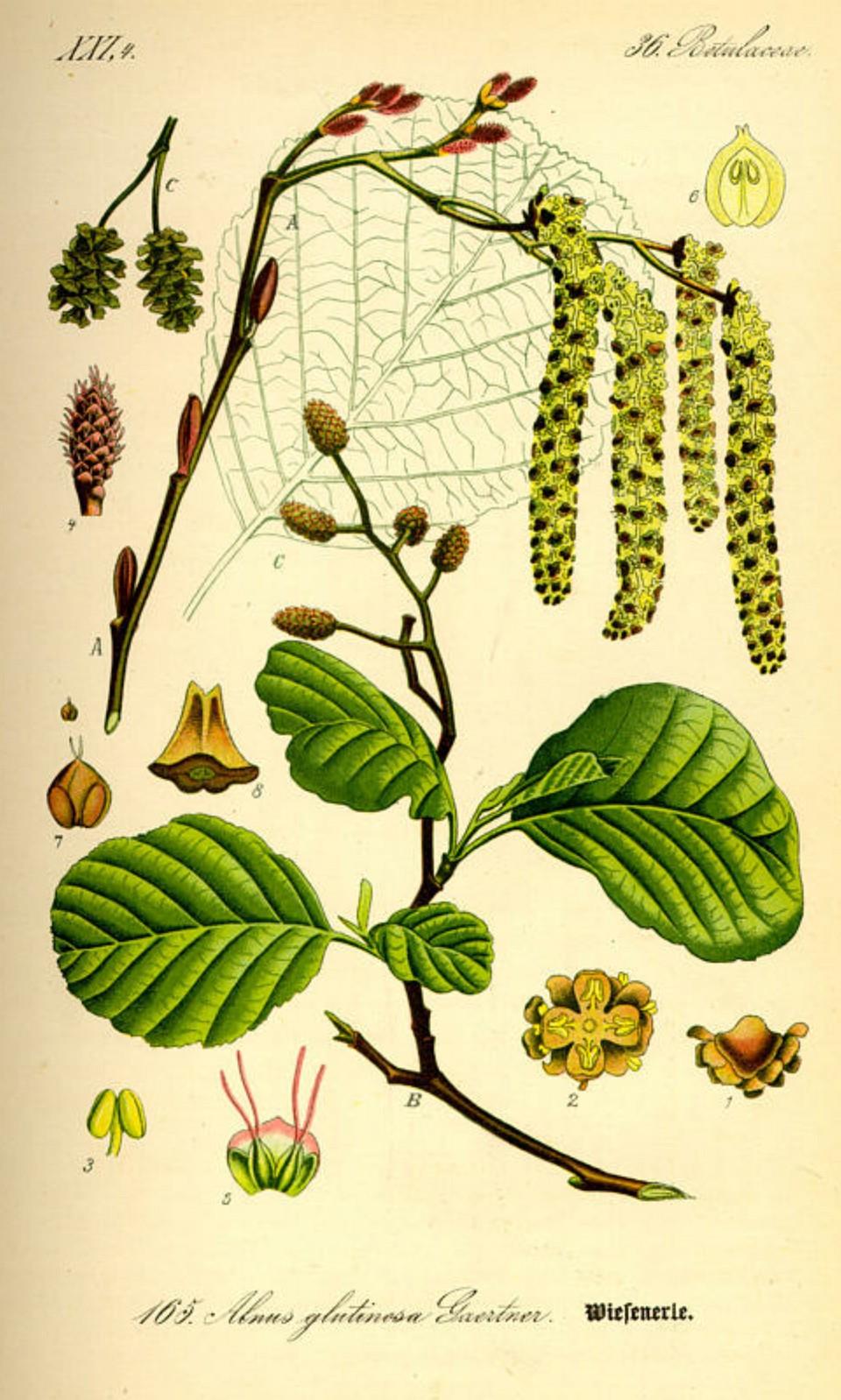 Prof. Dr. Otto Wilhelm Thomé Flora von Deutschland, Österreich und der Schweiz 1885