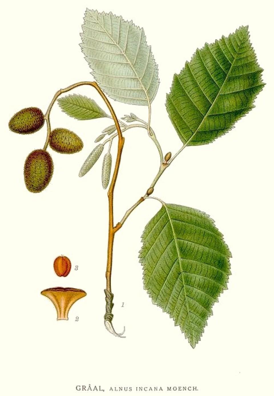 Carl Axel Magnus Lindman Bilder ur Nordens Flora 1901-1905