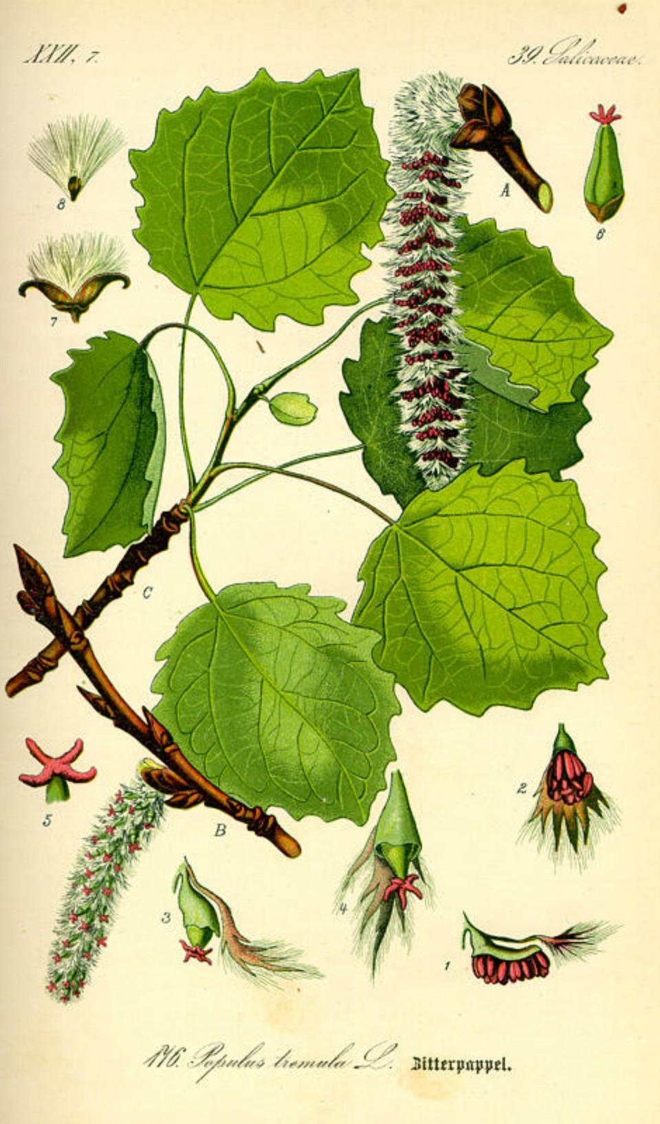 Prof. Dr. Otto Wilhelm Thomé Flora von Deutschland, Österreich und der Schweiz 1885