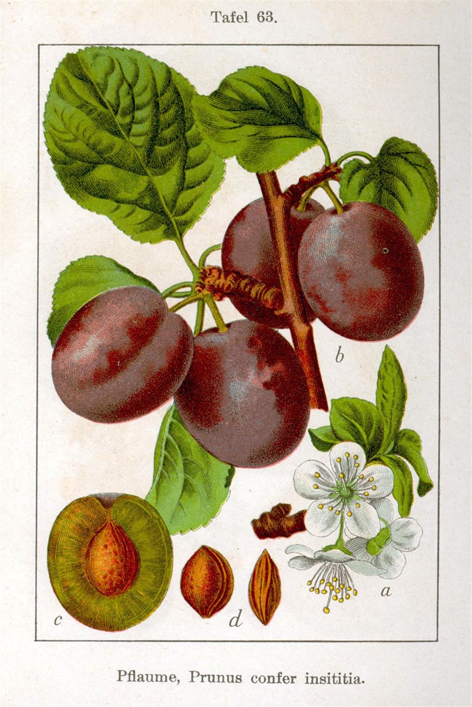 Jacob Sturm: Deutschlands Flora in Abbildungen 1796