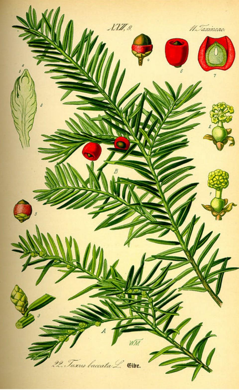 Prof. Dr. Otto Wilhelm Thomé Flora von Deutschland, Österreich und der Schweiz 1885