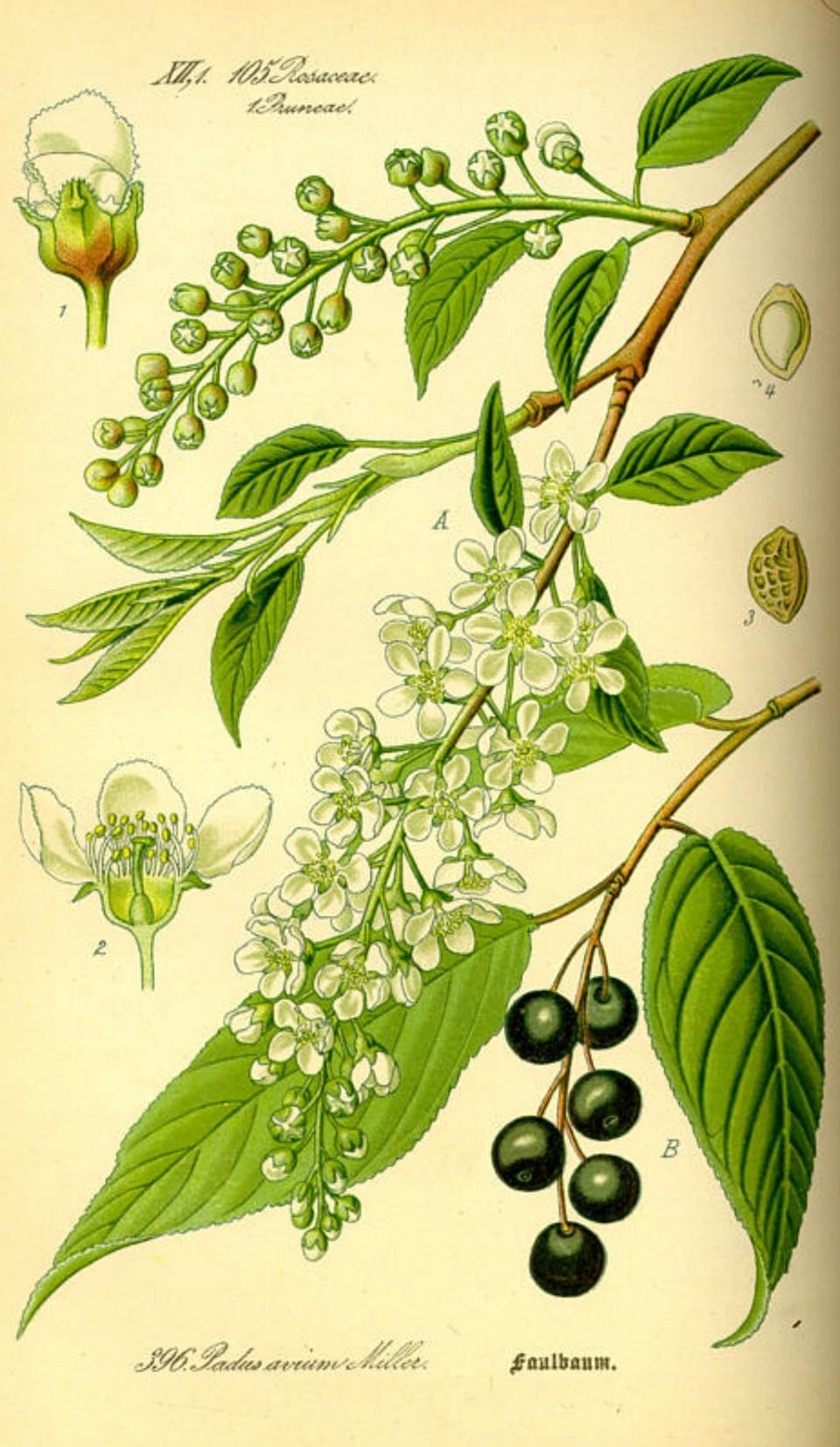 Prof. Dr. Otto Wilhelm Thomé Flora von Deutschland, Österreich und der Schweiz 1885